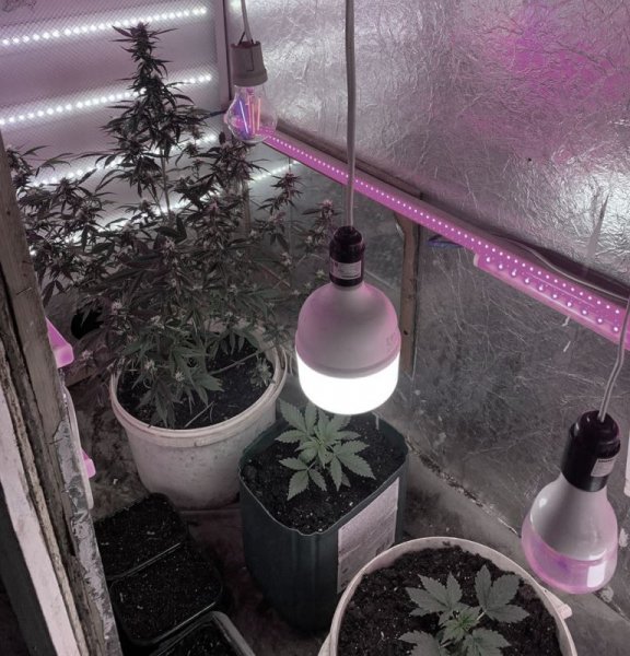 В Жиздре по месту жительства одного из граждан сотрудники полиции обнаружили наркосодержащие растения